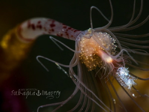 A Flower and its Amphipod Dweller by Jan Morton 